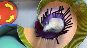 Непомерно дорогая пена для ванны для хомячков! Что делать, если вы не можете себе ее позволить