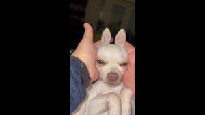 Пять в одном