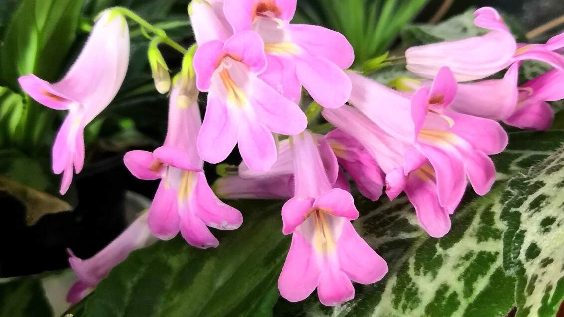 Детки 👬примулин. Рассаживаю, переукореняю☘️🌿☘️ смотреть онлайн