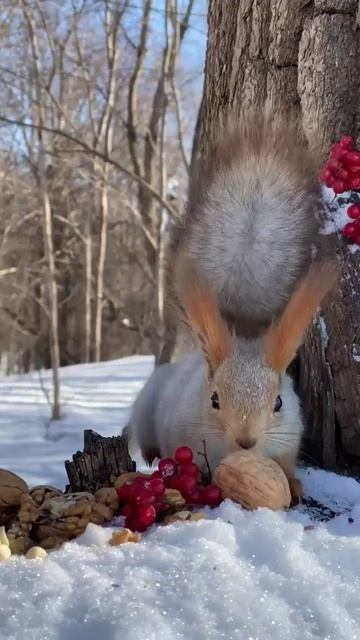 Веселая белочка смотреть онлайн