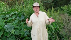 Как пермакультура работает на нашей плантации Часть 1