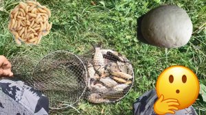 Рыбалка. Опарыш против теста.