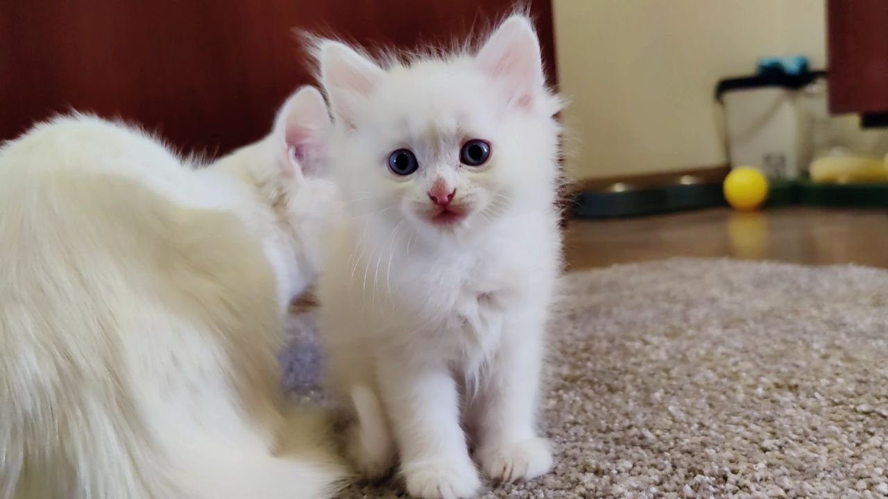 Три забавных котенка. Котята весело играют. Мама-кошка и ее котенок Микки. смотреть онлайн