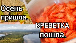 Осень пришла. КРЕВЕТКА пошла. Рыбалка на Сахалине. (1)