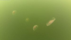 ТРЕК - ПЬЕРО и МАЛЬВИНА(Scazochnic) БЕЛОЕ МОРЕ. Из фильма - КАРЕЛИЯ. Река ВОНЬГА 2018. РЕМЕЙК. (НД)