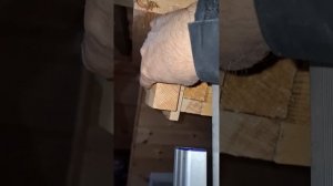 1000046889.mp4 (Собака наблюдает за устройством лестницы на 2 этаж в доме А-фрейм)