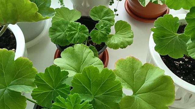 Когда лучше укоренять черенки Пеларгонии, Герани??? смотреть онлайн