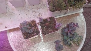 Обзор суккулентов | Переукоренение суккулентов ●●●