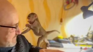 Люся ВСТАЛА НА НОГИ, взяла ложку и поехала есть кашу)))