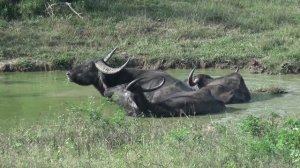 Шри Ланка. Заповедник. Дикие буйволы