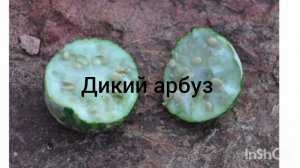 дикие варианты еды