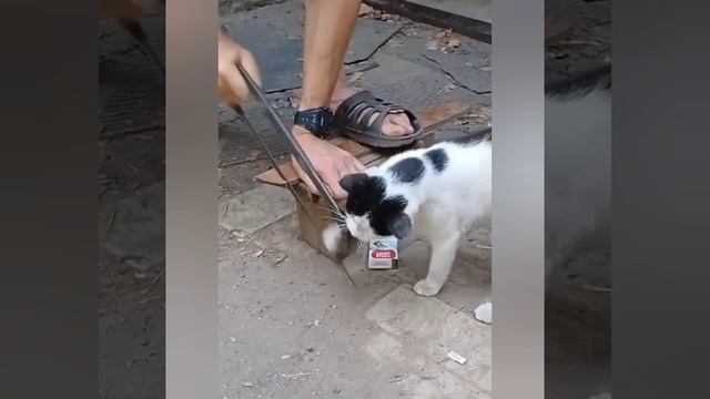 Приколы Забавные животные 🐈🐈 .mp4 смотреть онлайн