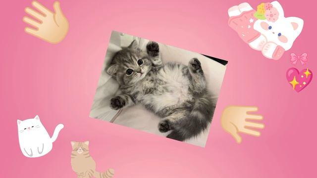 MEOW!! 💖 смотреть онлайн