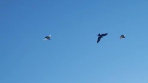 Гоню молодых отдельной стаей.