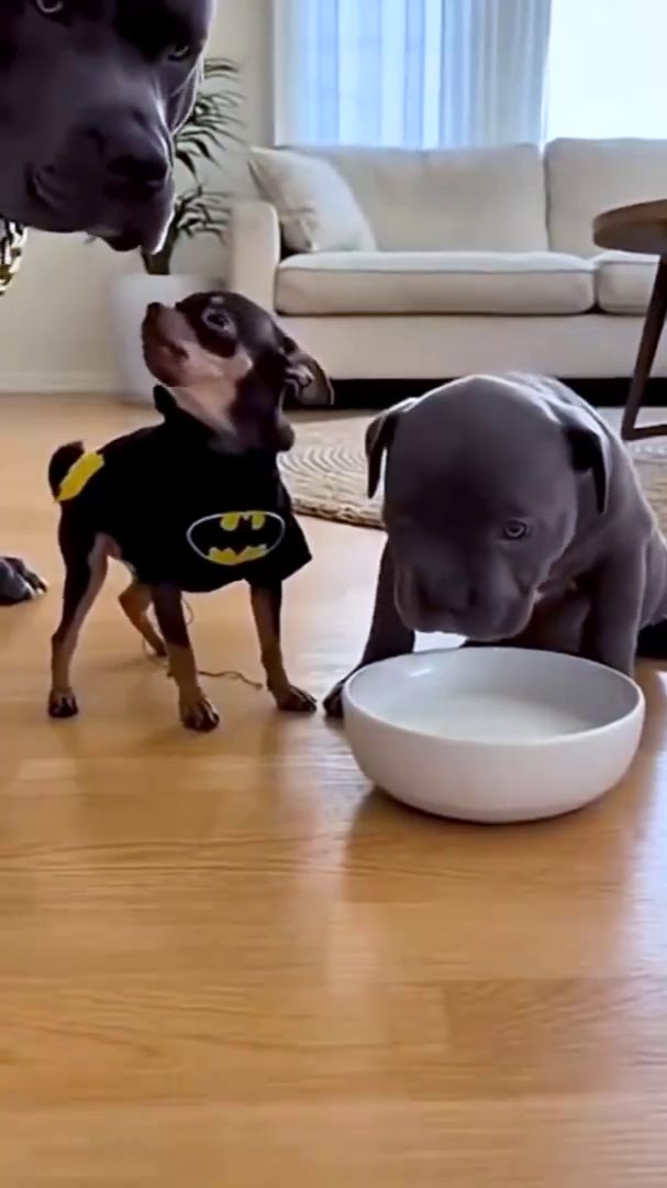 Вредные малявки смотреть онлайн