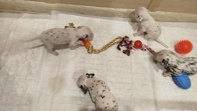 VID_20260125_002152 смотреть онлайн