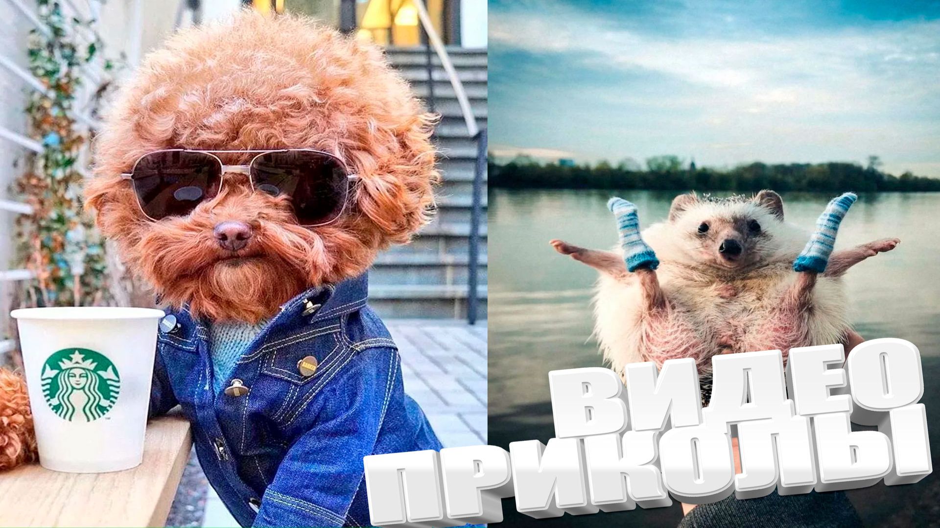 ЛУЧШИЕ ПРИКОЛЫ 2026 | ПРИКОЛЫ 2026 | СВЕЖИЕ ПРИКОЛЫ 2026 | РЖУ НЕ МОГУ | смотреть онлайн