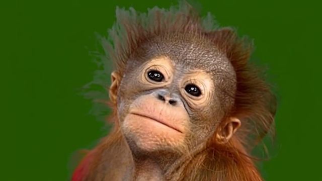Смешная обезьянка 14_encoded смотреть онлайн