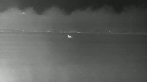 Реакция лисицы на манок "раненный заяц"