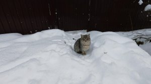 Сергей и Алиса | История двух сердец | Дачные видеозарисовки | День Добрых Дел | 11.01.2026