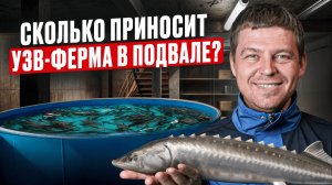 Прибыльный бизнес в подвале с нуля! Сколько ЭТО стоит и как собрать мини-УЗВ для выращивания рыбы?