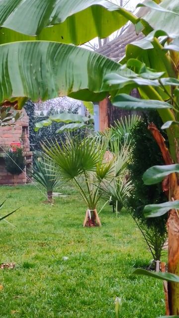 В саду 1 декабря, пальмы ещё не укрыты смотреть онлайн