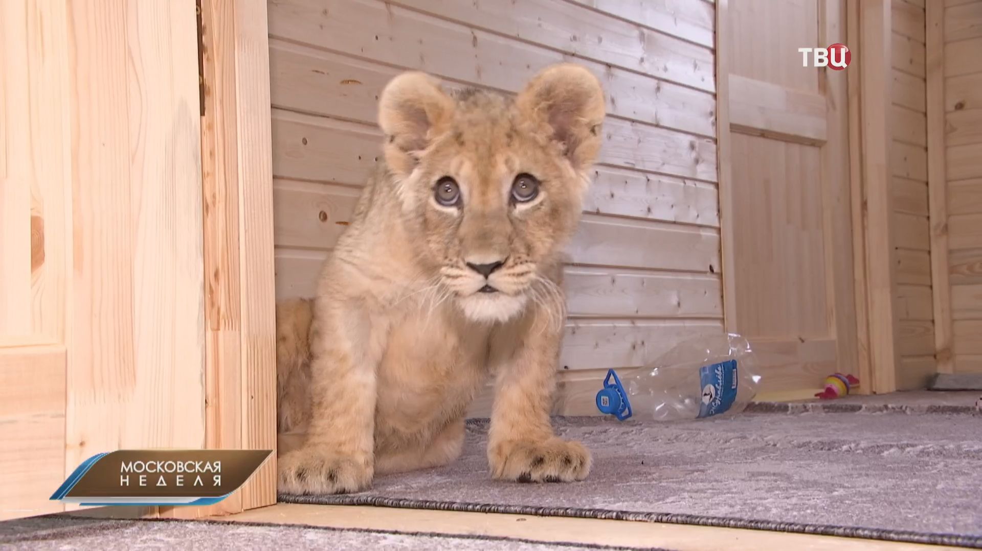 Ветеринары спасли изъятую у лакшери-блогера покалеченную львицу Шейлу смотреть онлайн