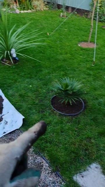 Пальма на новом месте смотреть онлайн