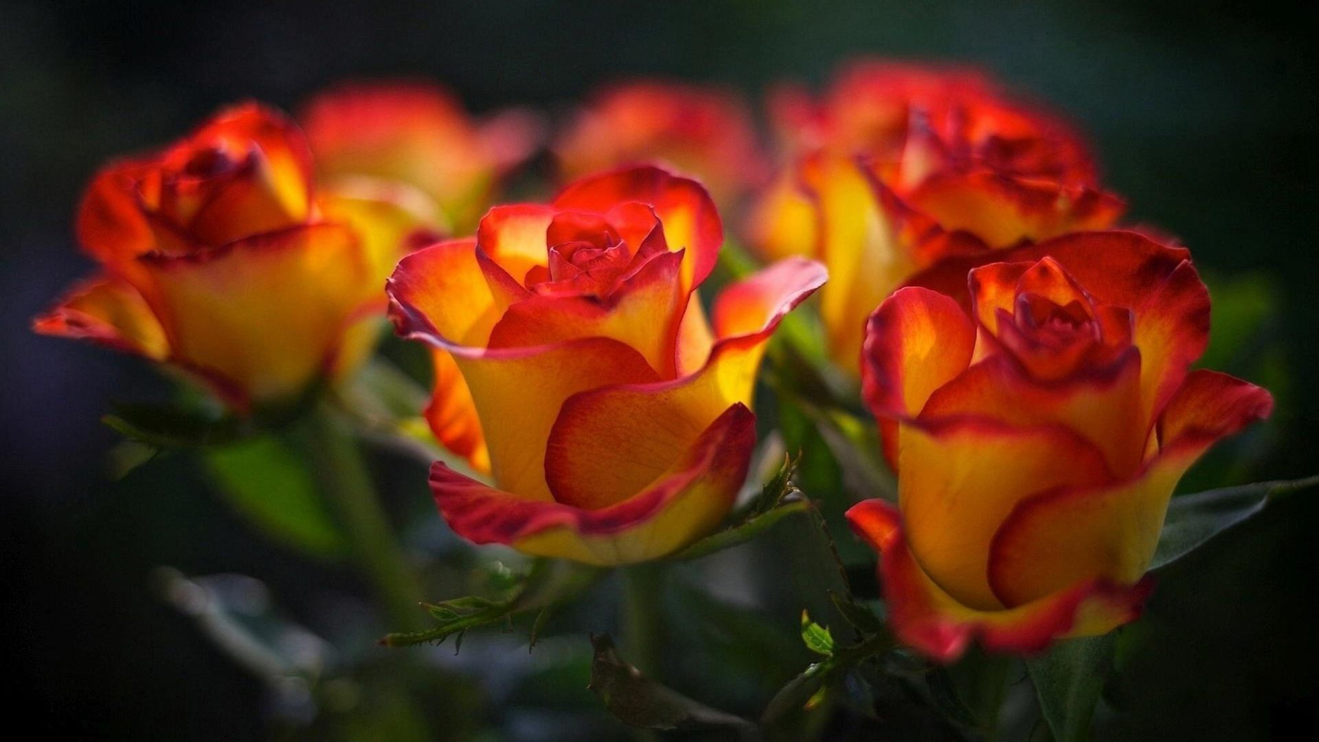 Цветы без повода * Ирина Аллегрова смотреть онлайн