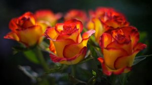 Цветы без повода   *  Ирина Аллегрова