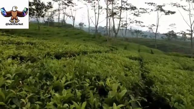 Davvi - Save me from this pain смотреть онлайн