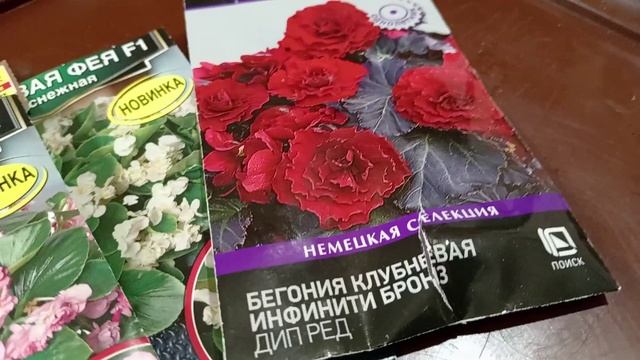 СЕЮ БЕГОНИЮ ВЕЧНОЦВЕТУЩУЮ. смотреть онлайн