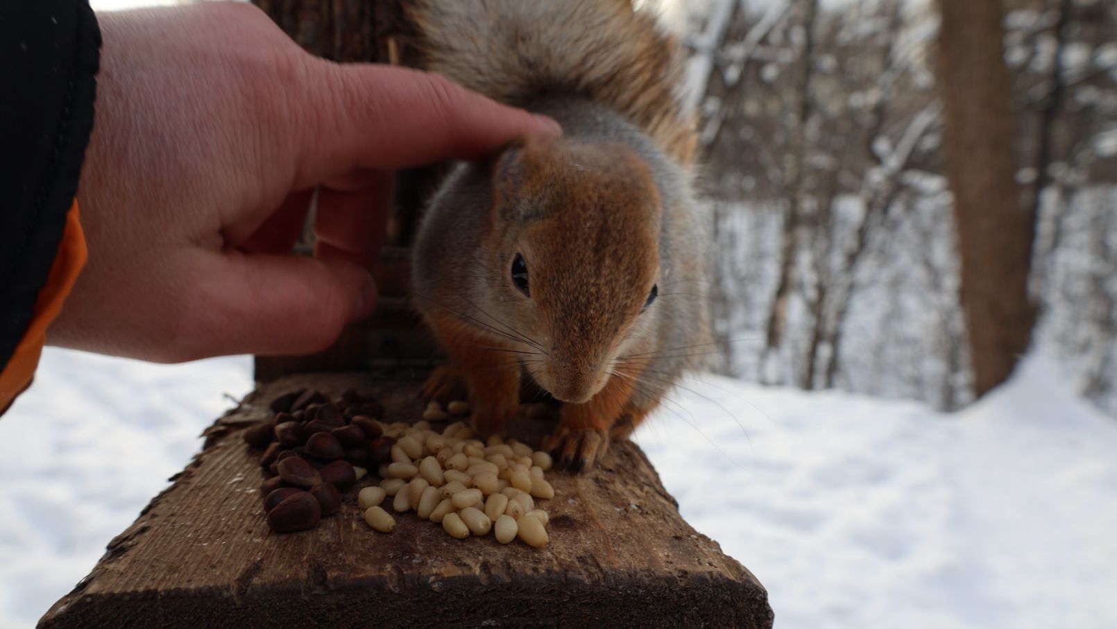 Одинокая белка. Небольшая зарисовка смотреть онлайн