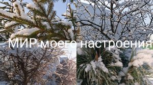 25.01.26 Дача.Приехали скинуть снег с теплицы