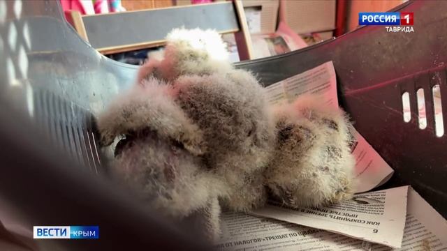 ВЕСТИ КРЫМ: «События недели» 25.01.2026 смотреть онлайн