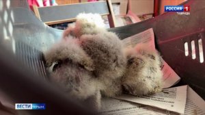 ВЕСТИ КРЫМ: «События недели» 25.01.2026