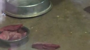 Порш вышел погулять обед гиены и сервалов 24012026г