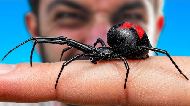 Укушен Черной вдовой. Самые болючие укусы смотреть онлайн