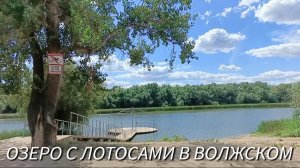Озеро с лотосами в Волжском? Как добраться ✅