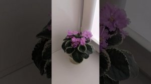 Каталог фиалок .