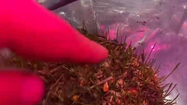 Идеальная почва для вашей рассады со стойким иммунитетом смотреть онлайн