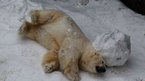 Кай чистит шубку и играет с шаром...