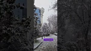 Снег в Ташкенте  #Узбекистан #Ташкент #uzbekistan  #Tashkent