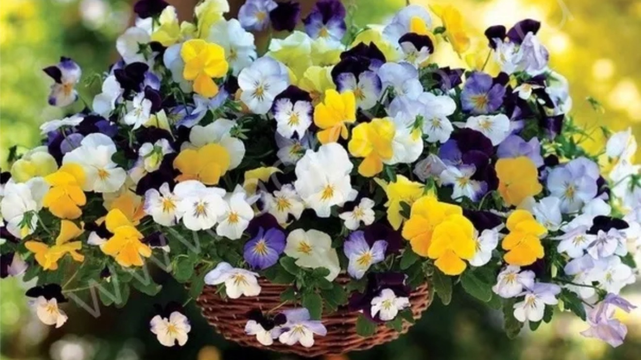 Виола ампельная. Посей её так и получишь всходы на 5 день смотреть онлайн