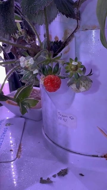 Первая клубничка.