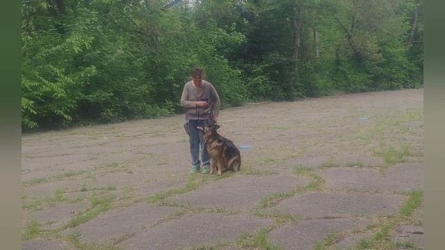 Рабочие моменты дрессировки на площадке. смотреть онлайн