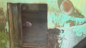 240126Куриный день Бахта и Порша серия1