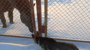 нора на прогулке #Сибирь #собака #овчарка #зима