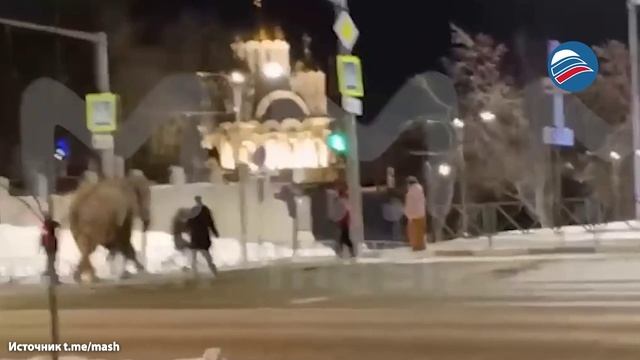 Слон сбежал из цирка и прогулялся по улицам Самары смотреть онлайн