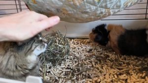 Кошка и морская свинка)